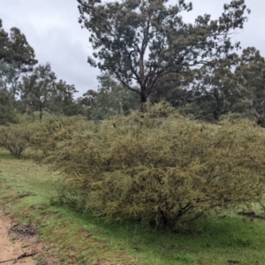 Acacia brachybotrya at Mulwala, NSW - 6 Aug 2022 10:47 AM