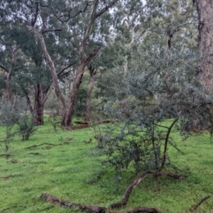 Olea europaea (Common Olive) at Mulwala, NSW by Darcy