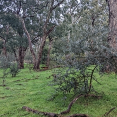 Olea europaea (Common Olive) at Mulwala, NSW - 6 Aug 2022 by Darcy