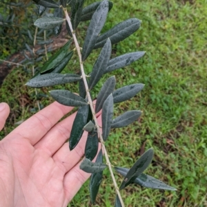 Olea europaea at Mulwala, NSW - 6 Aug 2022 10:48 AM