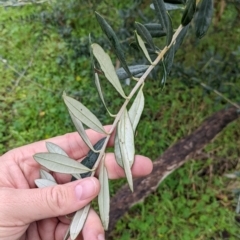 Olea europaea at Mulwala, NSW - 6 Aug 2022 10:48 AM