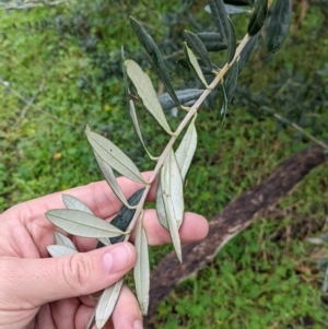 Olea europaea at Mulwala, NSW - 6 Aug 2022 10:48 AM