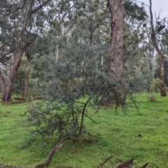 Olea europaea at Mulwala, NSW - 6 Aug 2022 10:48 AM