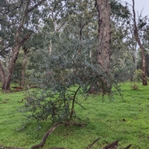 Olea europaea at Mulwala, NSW - 6 Aug 2022 10:48 AM