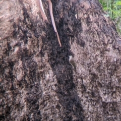 Climacteris picumnus victoriae (Brown Treecreeper) at Murray Valley Regional Park - 6 Aug 2022 by Darcy