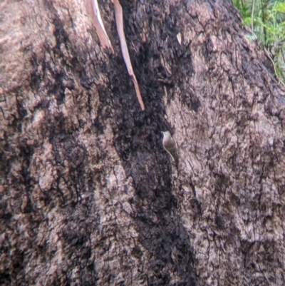 Climacteris picumnus victoriae (Brown Treecreeper) at Murray Valley Regional Park - 6 Aug 2022 by Darcy