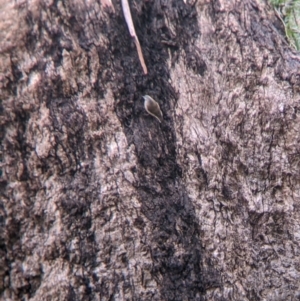 Climacteris picumnus victoriae at Mulwala, NSW - 6 Aug 2022 11:04 AM