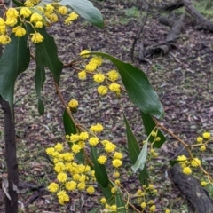 Acacia pycnantha (Golden Wattle) at Boweya North, VIC - 6 Aug 2022 by Darcy