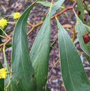 Acacia pycnantha at Boweya North, VIC - 6 Aug 2022 12:46 PM