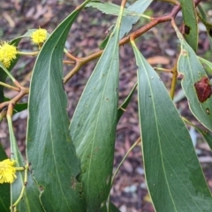 Acacia pycnantha at Boweya North, VIC - 6 Aug 2022