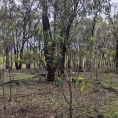 Acacia pycnantha at Boweya North, VIC - 6 Aug 2022 12:46 PM