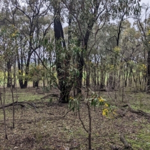Acacia pycnantha at Boweya North, VIC - 6 Aug 2022