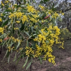 Acacia pycnantha (Golden Wattle) at Boweya North, VIC - 6 Aug 2022 by Darcy