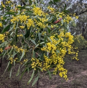 Acacia pycnantha (Golden Wattle) at Boweya North, VIC by Darcy