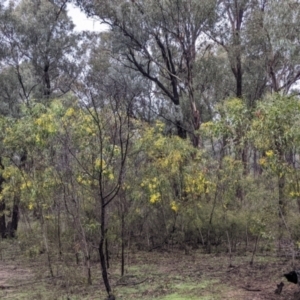 Acacia pycnantha at Boweya North, VIC - 6 Aug 2022 01:06 PM