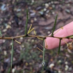 Acacia genistifolia (Early Wattle) at Warby-Ovens National Park - 6 Aug 2022 by Darcy