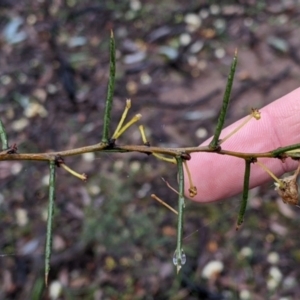 Acacia genistifolia at Boweya North, VIC - 6 Aug 2022 01:07 PM
