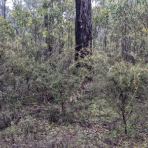 Acacia genistifolia at Boweya North, VIC - 6 Aug 2022