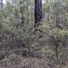 Acacia genistifolia at Boweya North, VIC - 6 Aug 2022