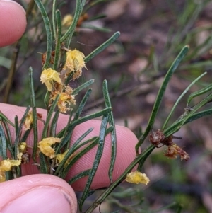 Acacia flexifolia at Boweya North, VIC - 6 Aug 2022 01:11 PM