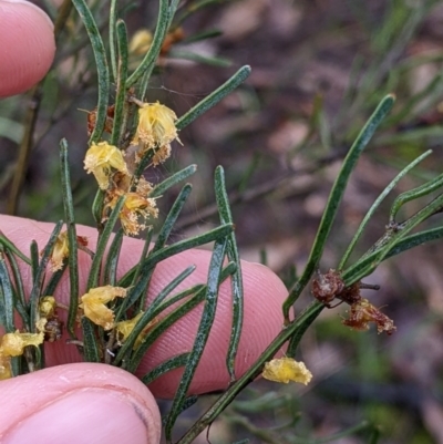 Acacia flexifolia (Bent-leaf Wattle) at Warby-Ovens National Park - 6 Aug 2022 by Darcy