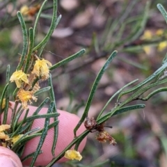 Acacia flexifolia at Boweya North, VIC - 6 Aug 2022