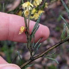 Acacia flexifolia at Boweya North, VIC - 6 Aug 2022 01:11 PM