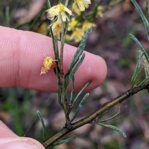 Acacia flexifolia at Boweya North, VIC - 6 Aug 2022