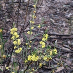 Acacia flexifolia at Boweya North, VIC - 6 Aug 2022 01:11 PM