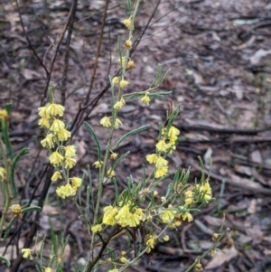 Acacia flexifolia at Boweya North, VIC - 6 Aug 2022 01:11 PM