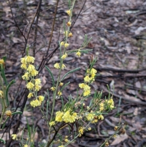 Acacia flexifolia at Boweya North, VIC - 6 Aug 2022