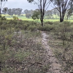 Acacia flexifolia at Boweya North, VIC - 6 Aug 2022