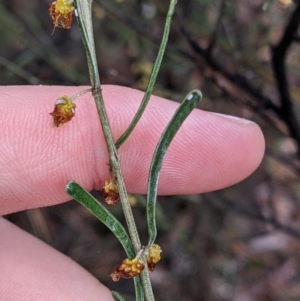 Acacia flexifolia at Boweya North, VIC - 6 Aug 2022