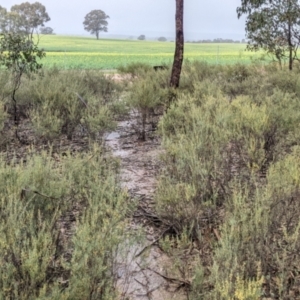 Acacia flexifolia at Boweya North, VIC - 6 Aug 2022