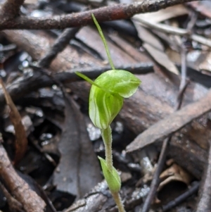 Diplodium nanum (ACT) = Pterostylis nana (NSW) at Boweya North, VIC - suppressed