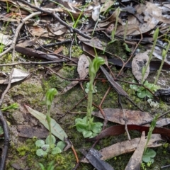 Diplodium nanum (ACT) = Pterostylis nana (NSW) at Boweya North, VIC - suppressed