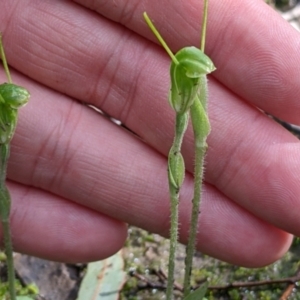 Diplodium nanum (ACT) = Pterostylis nana (NSW) at Boweya North, VIC - suppressed