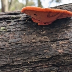 Trametes coccinea (Scarlet Bracket) at Boweya North, VIC - 6 Aug 2022 by Darcy