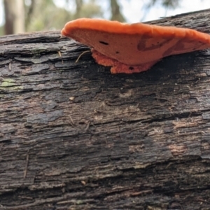 Trametes coccinea at Boweya North, VIC - 6 Aug 2022