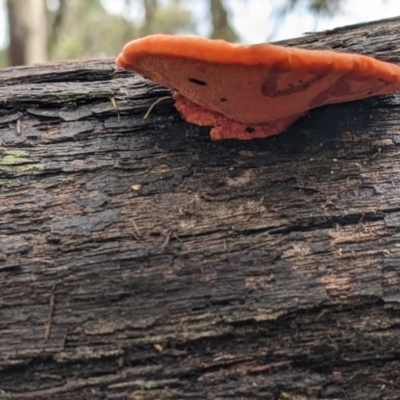 Unidentified Other non-black fungi  at Boweya North, VIC - 6 Aug 2022 by Darcy