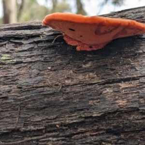 Unidentified Other non-black fungi  (TBC) at suppressed by Darcy