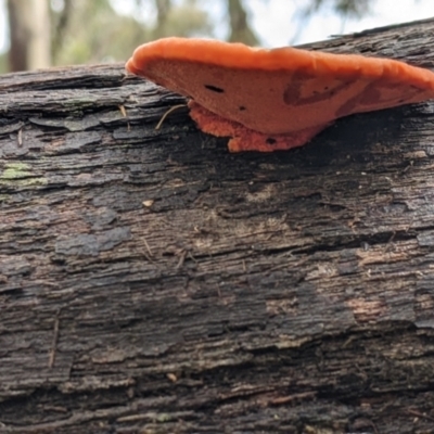 Unidentified Other non-black fungi  at Warby-Ovens National Park - 6 Aug 2022 by Darcy