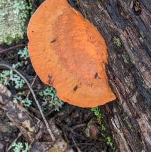 Trametes coccinea at Boweya North, VIC - 6 Aug 2022