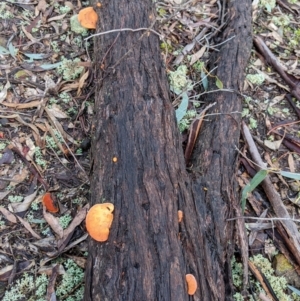 Trametes coccinea at Boweya North, VIC - 6 Aug 2022