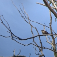 Pomatostomus superciliosus (White-browed Babbler) at Warby-Ovens National Park - 6 Aug 2022 by Darcy