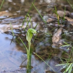 Pterostylis nana (Dwarf Greenhood) at Warby-Ovens National Park - 6 Aug 2022 by Darcy