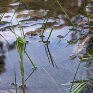 Pterostylis nana at Boweya North, VIC - 6 Aug 2022