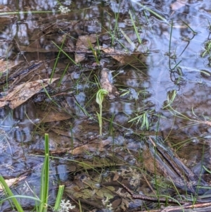 Diplodium nanum (ACT) = Pterostylis nana (NSW) at Boweya North, VIC - suppressed