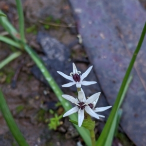 Wurmbea dioica subsp. dioica at Boweya North, VIC - 6 Aug 2022