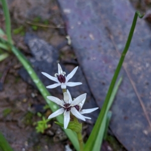 Wurmbea dioica subsp. dioica at Boweya North, VIC - 6 Aug 2022